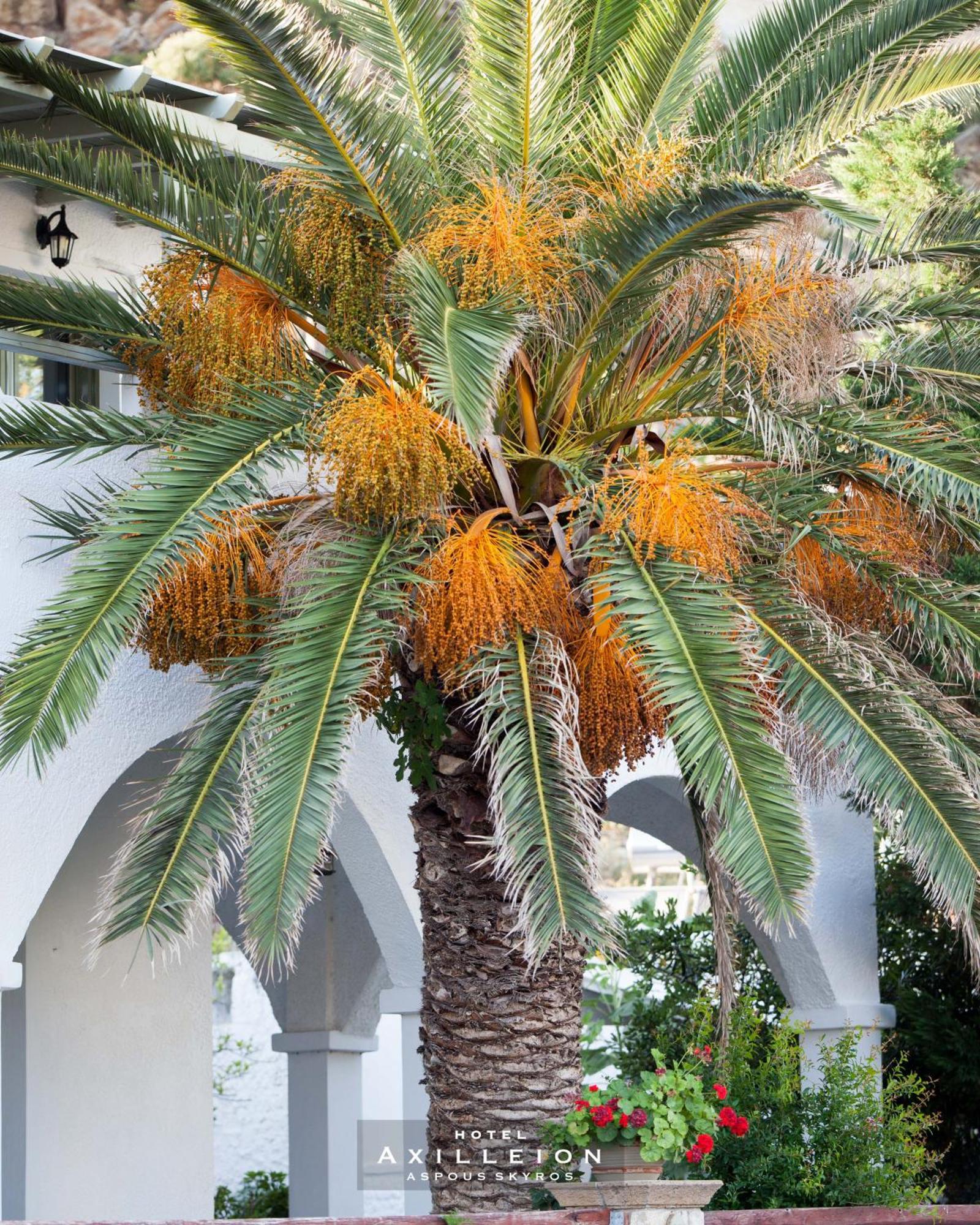 Achilleion Hotel 스키로스 외부 사진